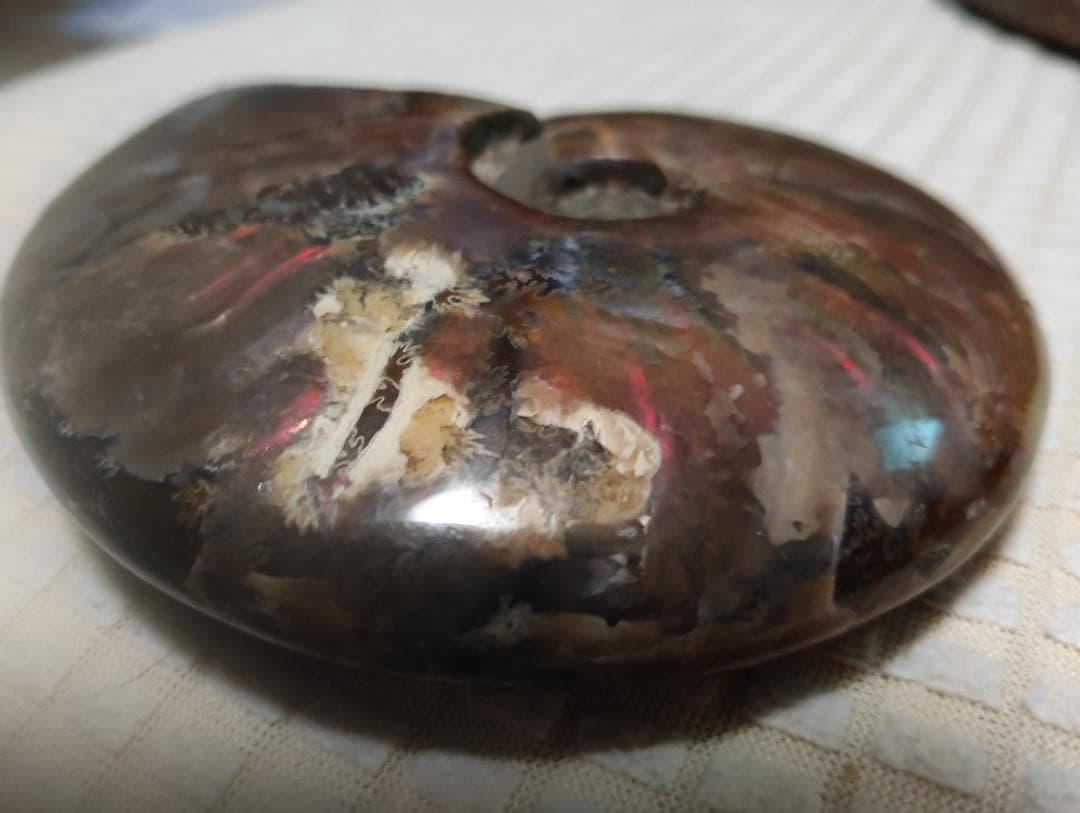 化石 アンモナイト オパール化 遊色 レインボー3点 9800an0814