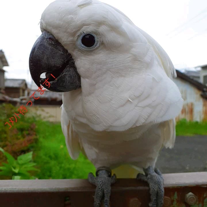 オウムスタンド&止まり木他オーダー品{コメント用} オウムスタンド&止まり木他オーダー品{コメント用}