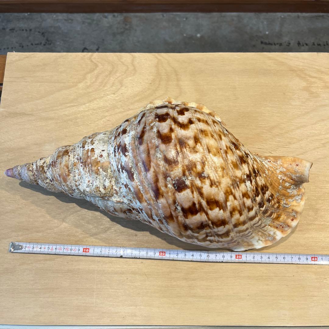 激レア　長崎県産　法螺貝　ホラガイ　1.28kg