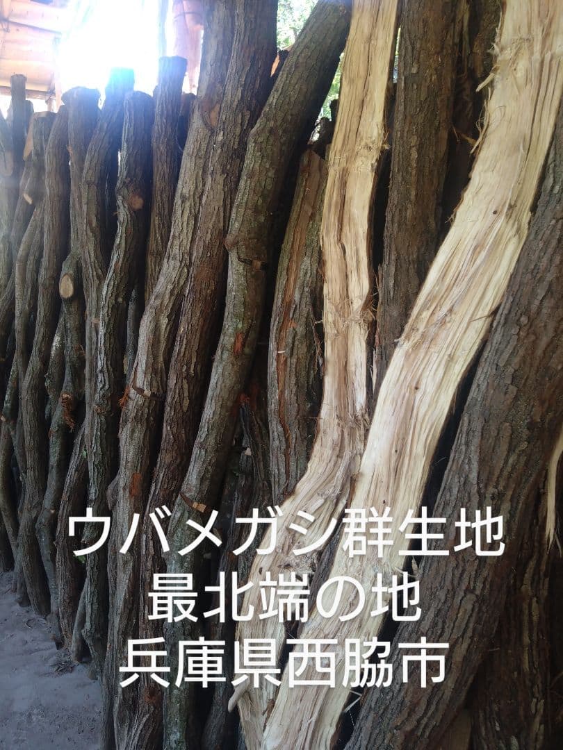 備長炭　荒１５キロ