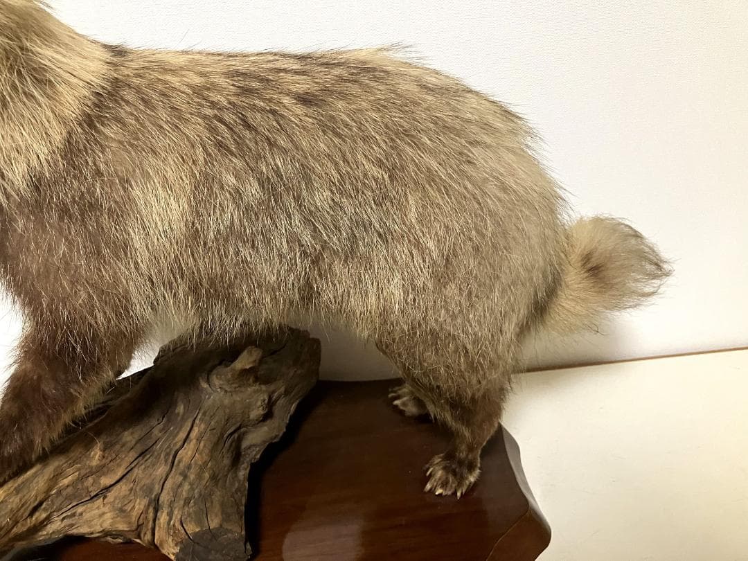 狸の剥製：種の保存法に該当しない動物 - メルカリ