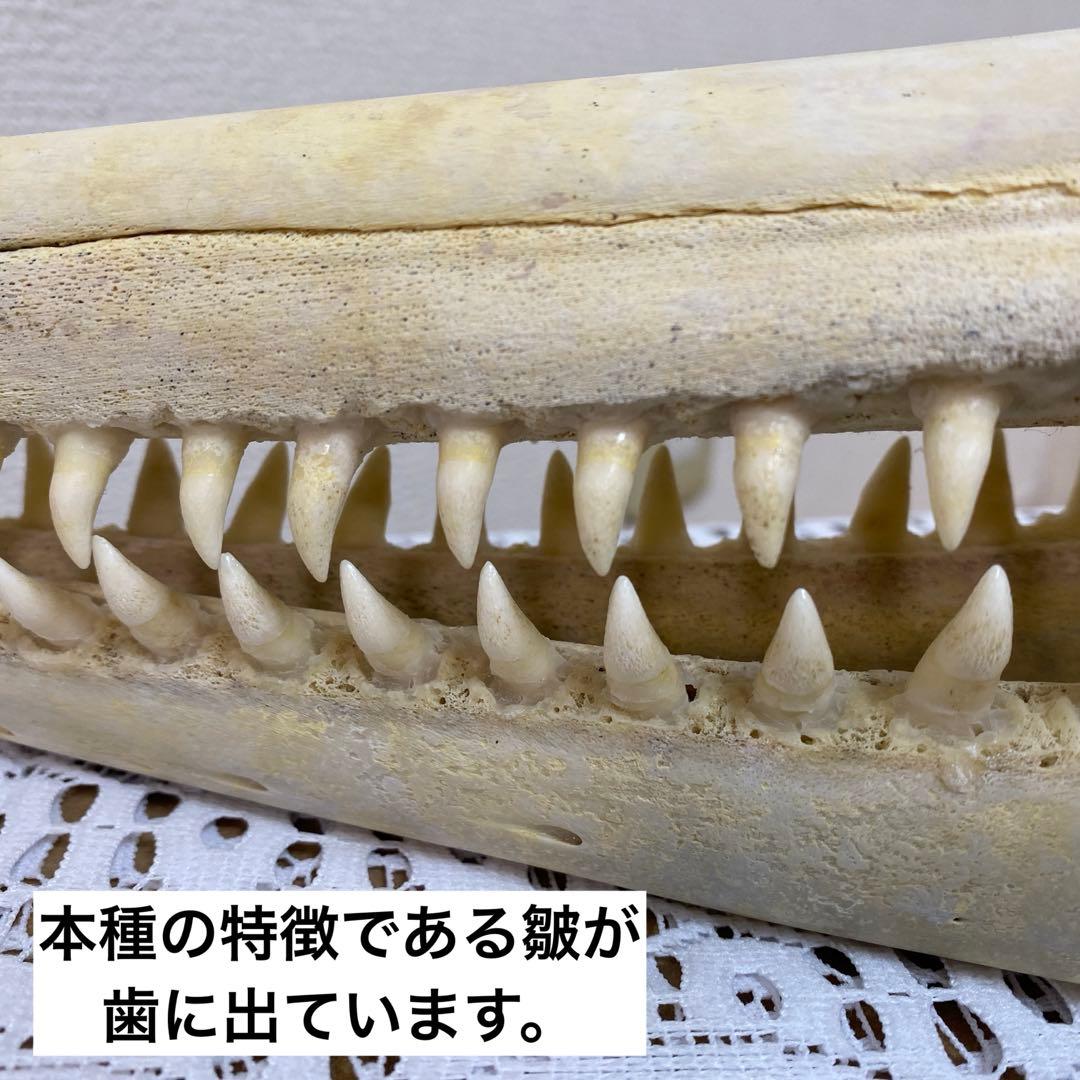 超希少種 シワハイルカ 頭骨 標本 海棲生物 いるか イルカ - メルカリ