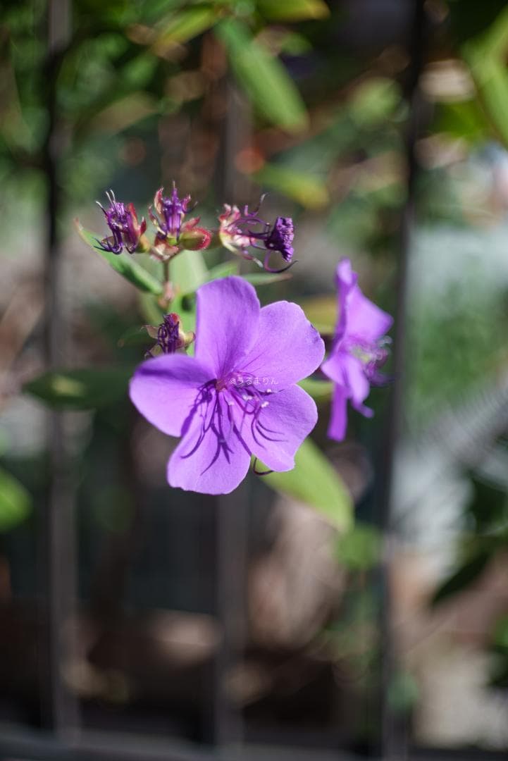 良品！希少トリウムズミクロン最後期！Summicron 50mm F2 - メルカリ