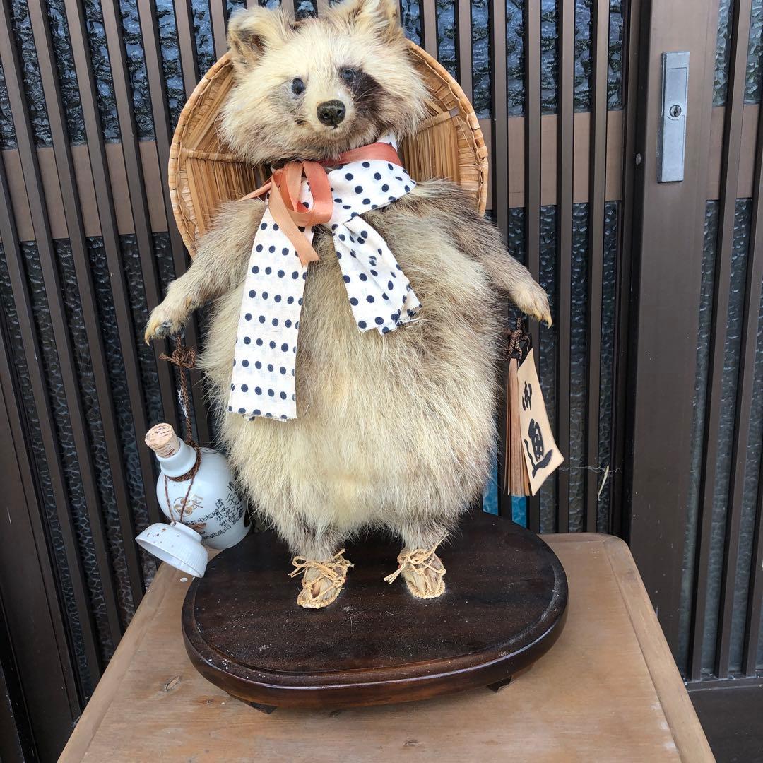 たぬきの剥製、 狸の剥製