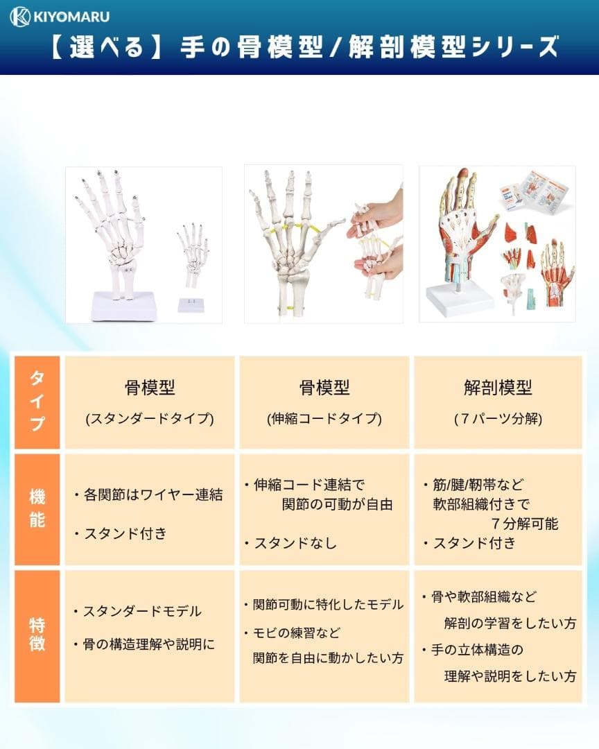 手解剖模型 7パーツ分解 原寸大 軟部組織付き 理学療法士監修 人体模型