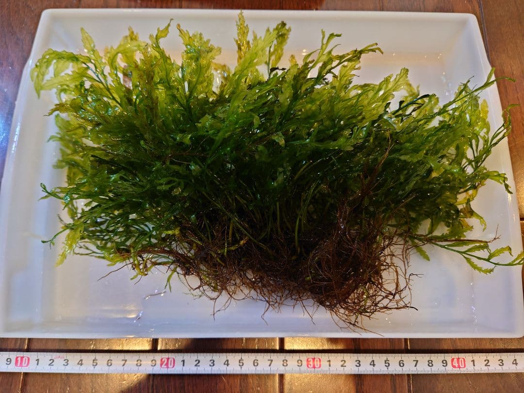 超希少】 ホシクサ・クチホワイト 水中葉1株 おまけ付き