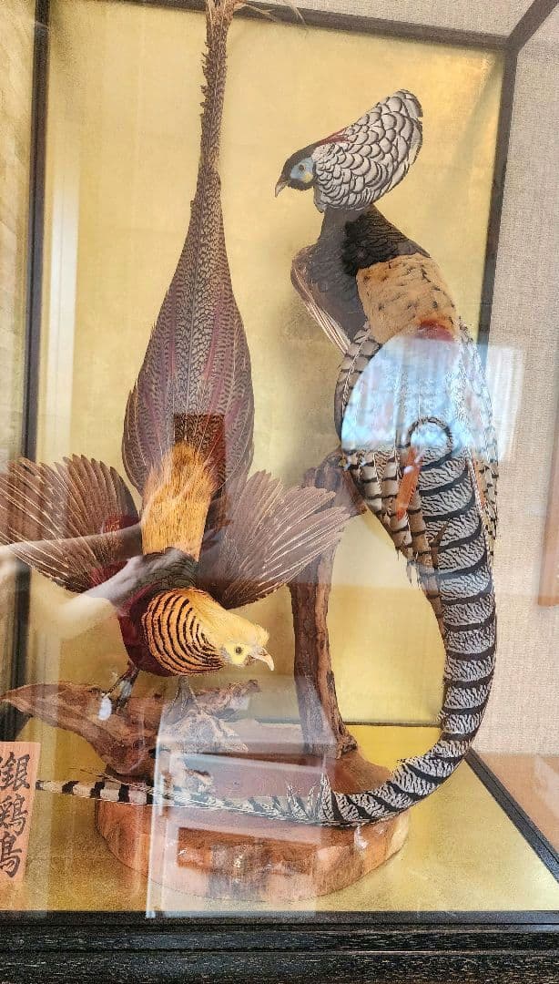特大 銀鶏鳥 錦鶏鳥 剥製 置物 高級木製枠ガラスケース - メルカリ