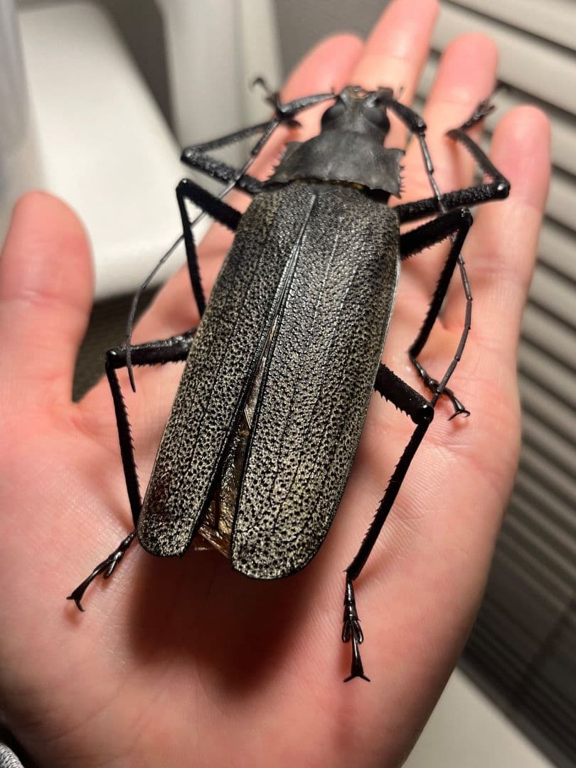 【111mm】Xixuthrus isyuniarkoiウスバカミキリ　標本