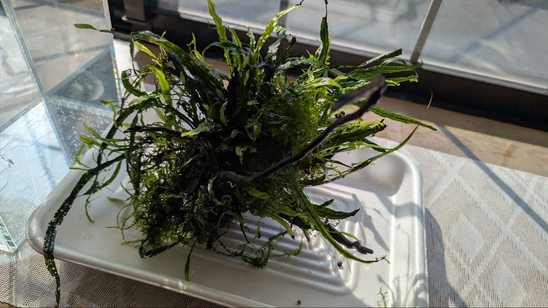 ミクロソリウム本ナロー大株、ウィーピングモス自然活着のとても特徴が