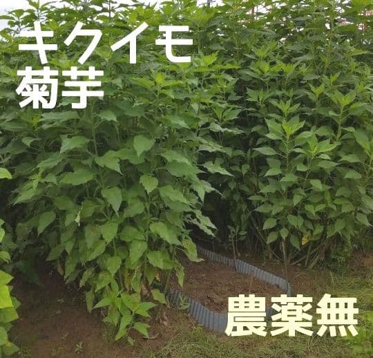 乾燥葉 乾燥野菜 ◎セミオーダーページ◎ ウサギ ハムスター リクガメ