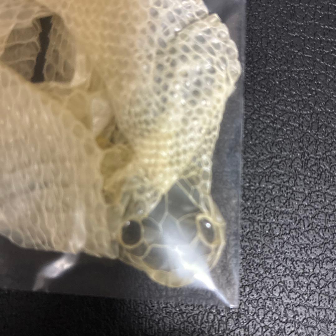 白ヘビの脱皮した皮 - メルカリ