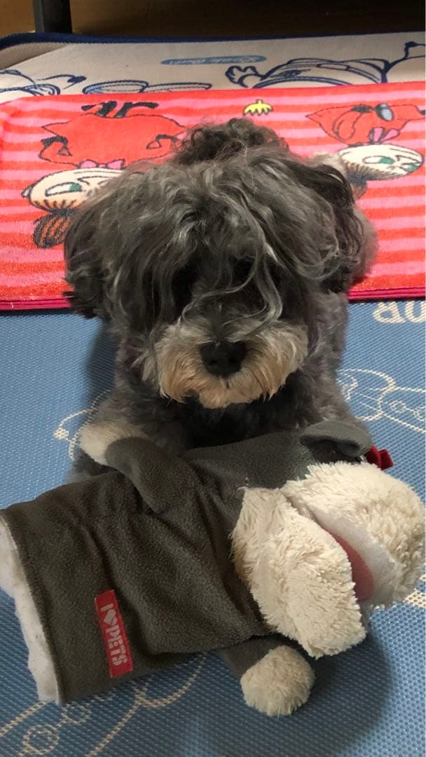 miniさま 確認用 その③ miniさま 確認用 その③ ルートZX mini