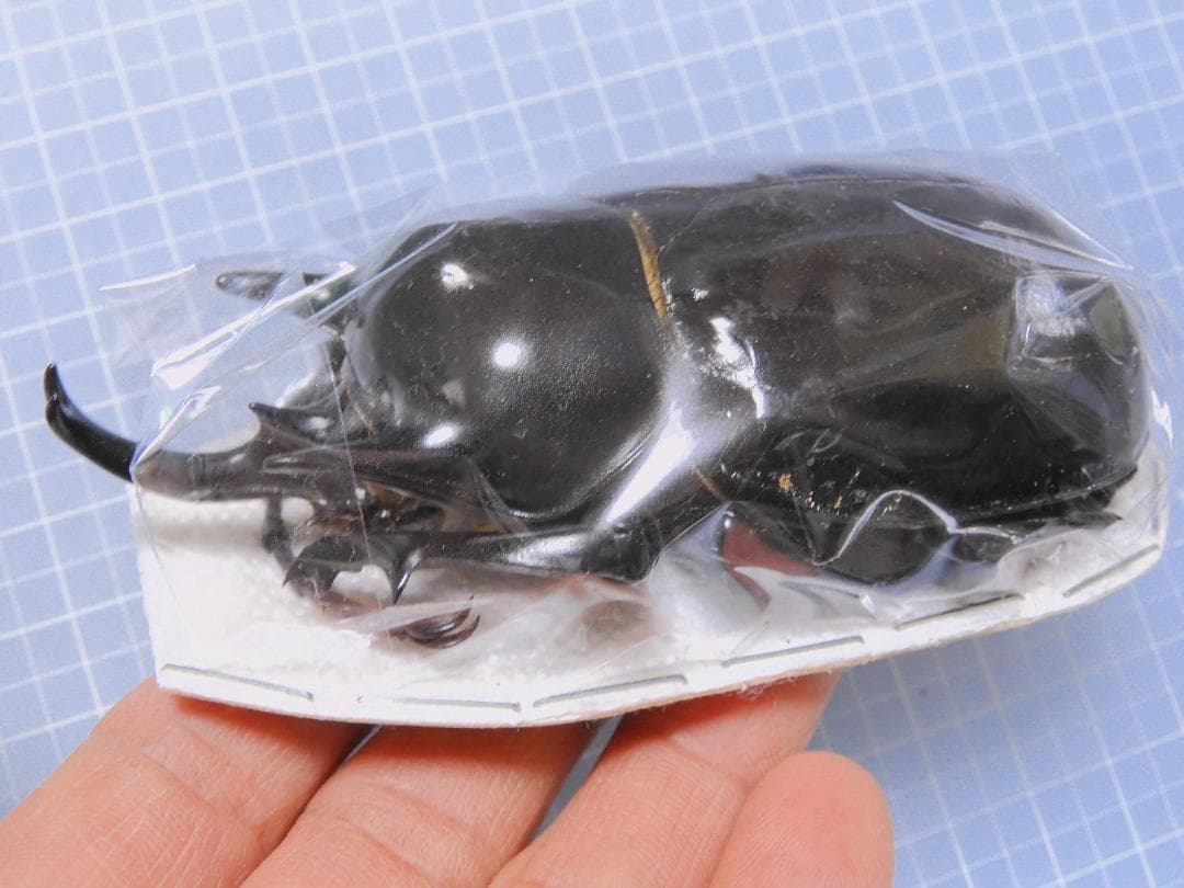 コロンビア産 ラミレスゾウカブト 98mm - メルカリ