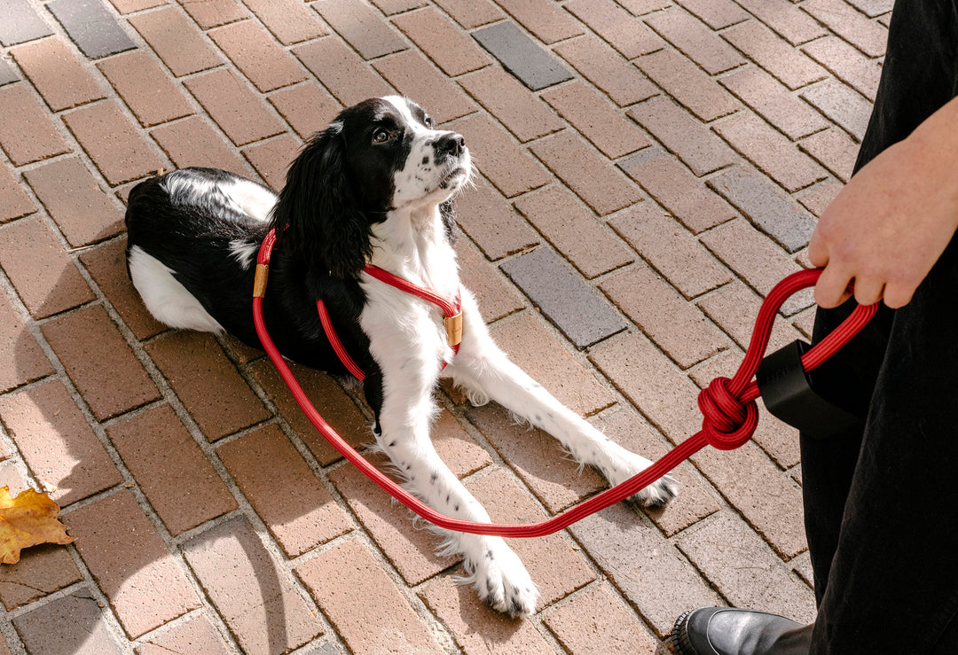 Boo Oh】RAY HARNESS – STANDING ON THE BLUE
